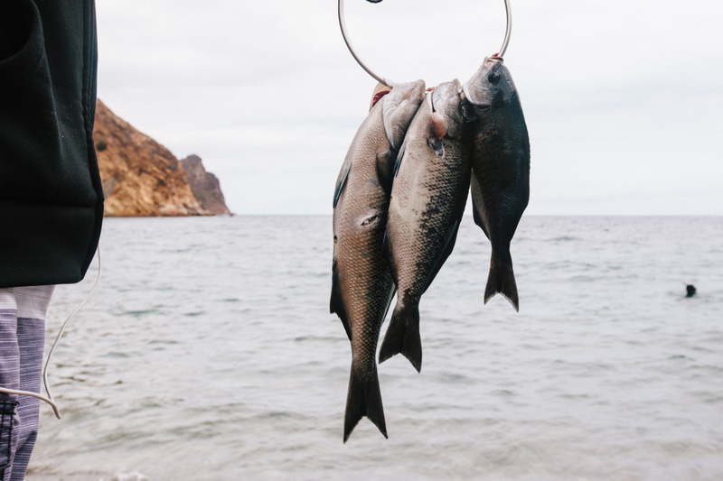 Illustration for article titled So You Want To Go Spearfishing For The Very First Time